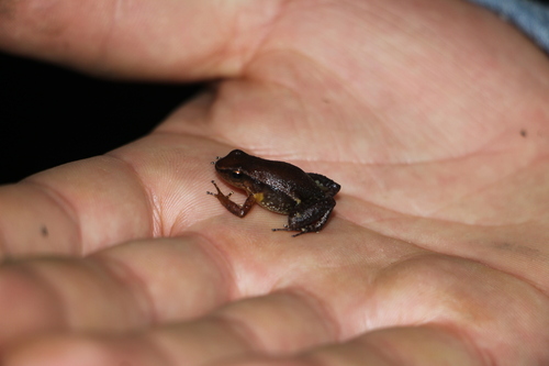 Sancta Maria Rocket Frog, Hyloxalus sanctamariensis