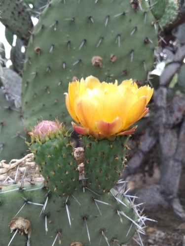 Opuntia streptacantha
