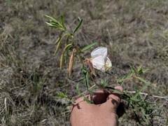 Oenothera nuttallii