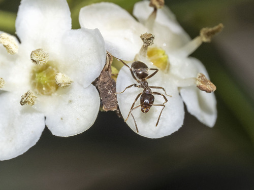 Lasius grandis