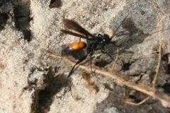 Anoplius americanus