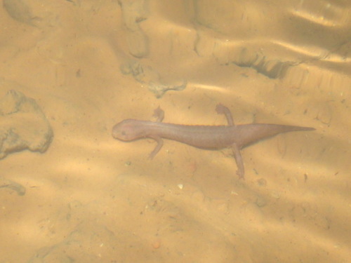 Eurycea nerea