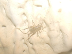 Ceuthophilus maculatus