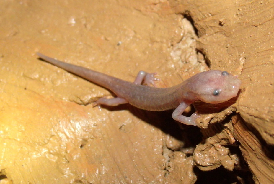 Spring Blind Salamander