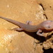 Northern Grotto Salamander - Photo (c) John G. Phillips, some rights reserved (CC BY-NC), uploaded by John G. Phillips