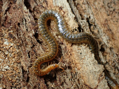 White-Striped Centipede photo 5