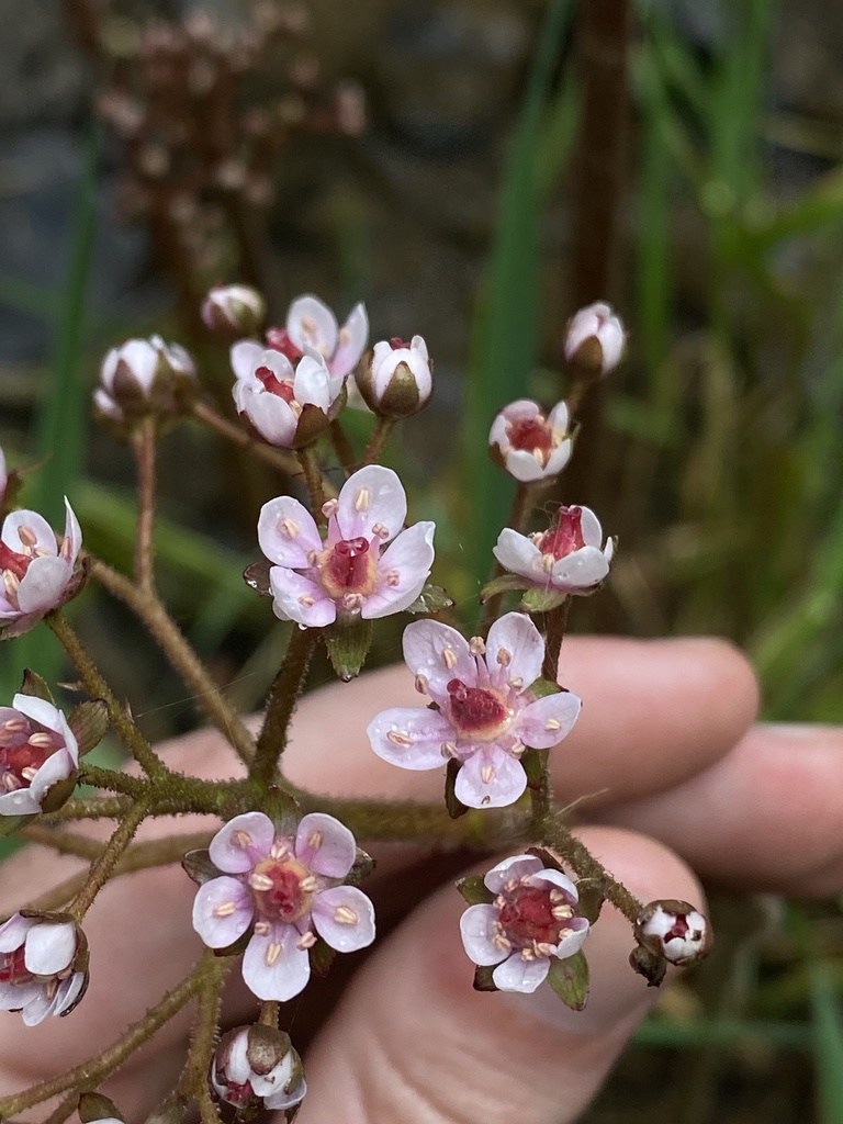 Darmera peltata, Benton County, US-OR, US