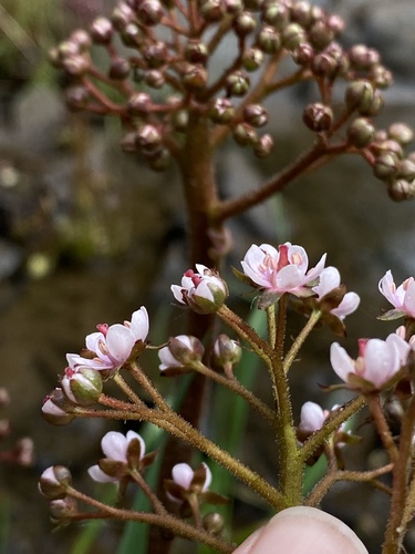 Darmera peltata