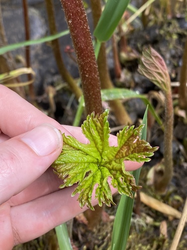 Darmera peltata