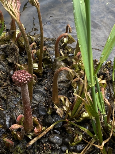 Darmera peltata