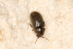 Tricorynus