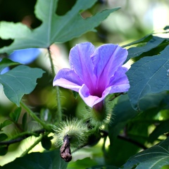 Ipomoea setosa melanotricha