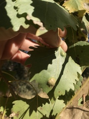 Taphrina populi-salicis