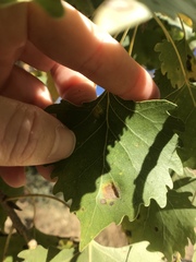 Taphrina populi-salicis