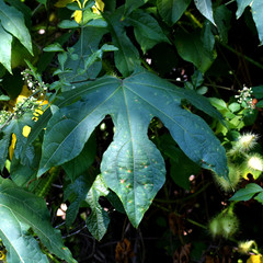 Ipomoea setosa melanotricha