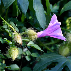 Ipomoea setosa melanotricha