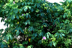 Ipomoea setosa melanotricha