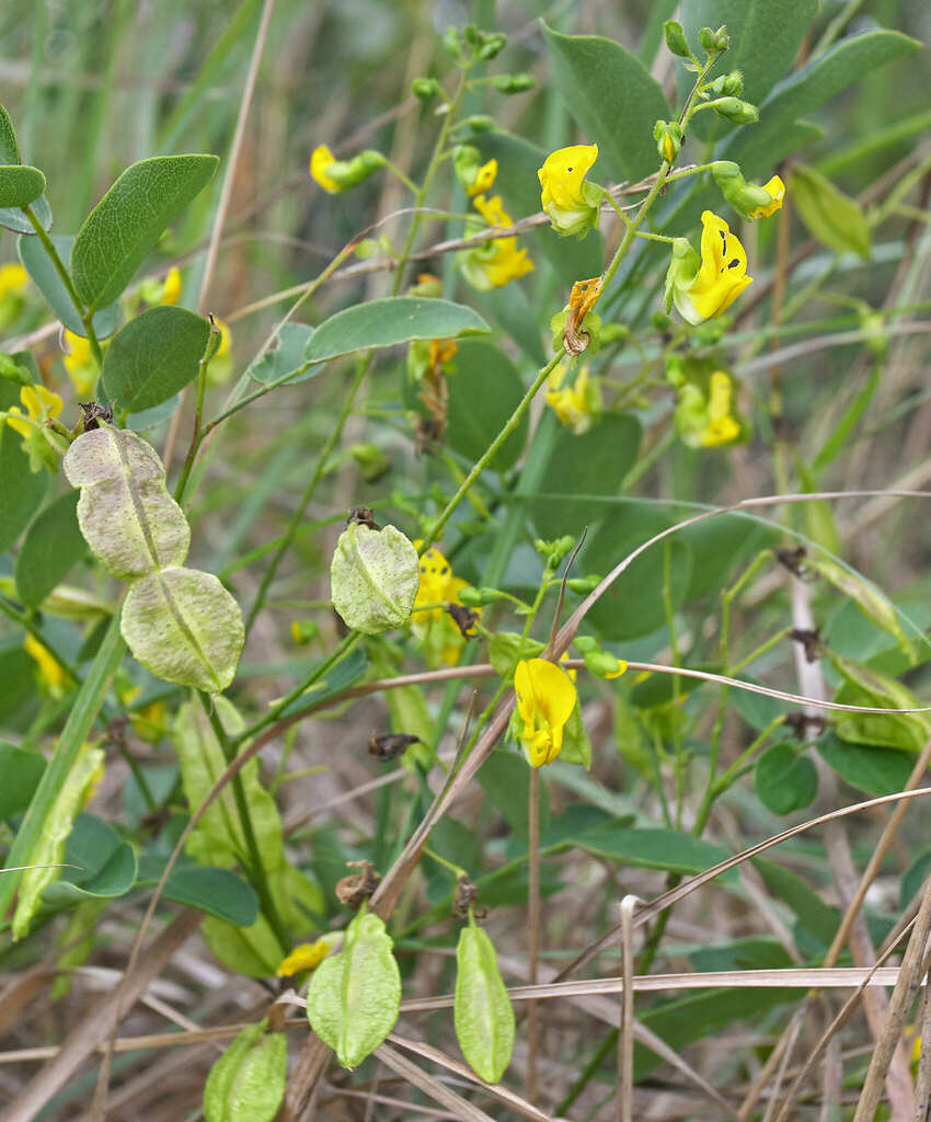 Diphysa humilis