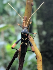 Moronopelios polystoides