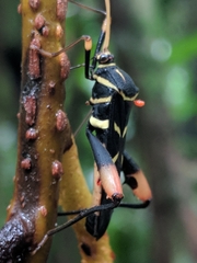 Moronopelios polystoides