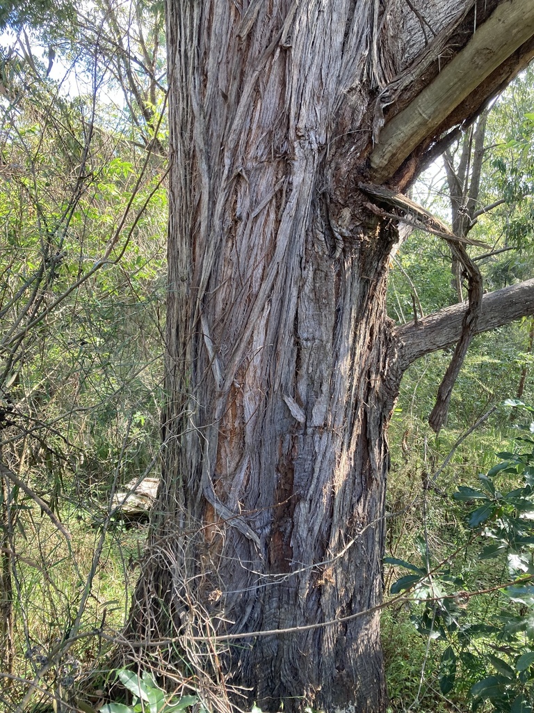 thin-leaved stringybark from Burraneer Rd, Coomba Park, NSW, AU on May ...