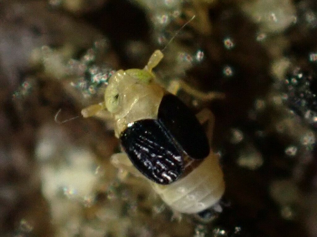 Delphacid planthopper