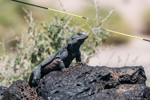 Common Chuckwalla, Sauromalus ater