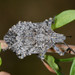 Brochymena sulcata - Photo (c) Don Loarie，保留部份權利CC BY