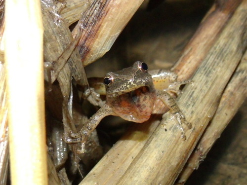 Spring Peeper photographed in Illinois