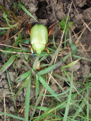 Chrysina macropus