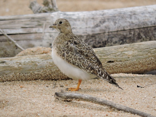 Least Seedsnipe