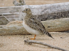 Least Seedsnipe photo 4