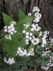 Ageratina altissima