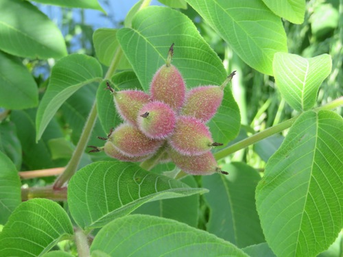 Image of Juglans ailantifolia by (c) Marco Mussita, some rights reserved (CC BY)