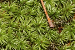 Atrichum altecristatum