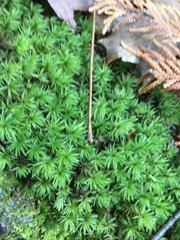 Atrichum altecristatum