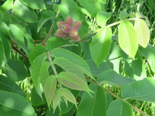 Image of Juglans ailantifolia by (c) Marco Mussita, some rights reserved (CC BY)