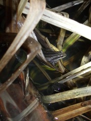 Pseudacris triseriata