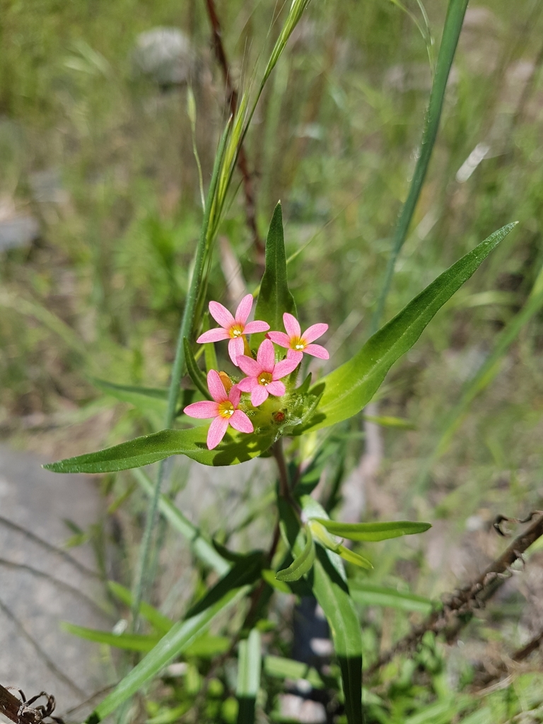 Collomia