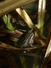 Pseudacris triseriata