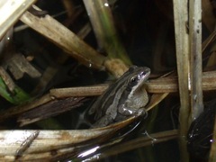 Pseudacris triseriata