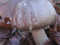 Pseudochitonia