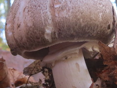 Pseudochitonia