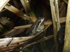 Pseudacris triseriata