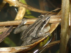 Pseudacris triseriata