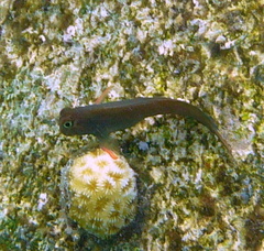 Ophioblennius macclurei