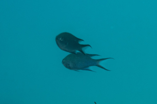 Neopomacentrus filamentosus observed 2023-05-01