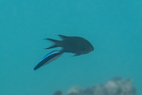 Draad-juffer (Neopomacentrus filamentosus) — Pomacentridae — 5