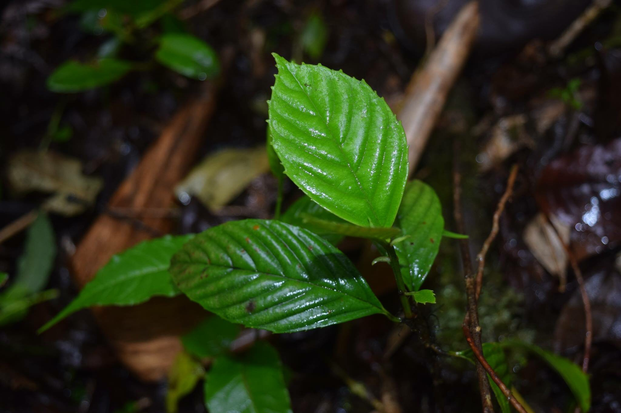 Ticodendraceae