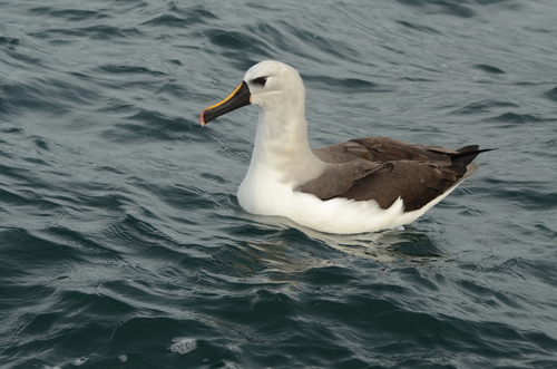 Albatros picofino (Thalassarche chlororhynchos)